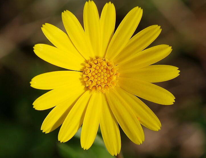 Посадите эти цветы возле помидоров, чтобы собирать урожай до самых заморозков